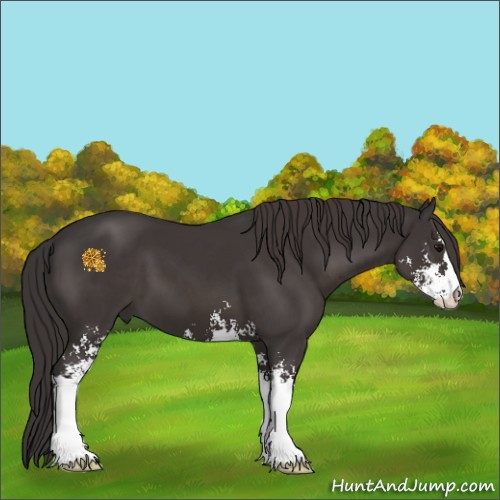 Horse Color:Smoky Black Sabino 