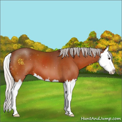 Horse Color:Silver Brown Splash 