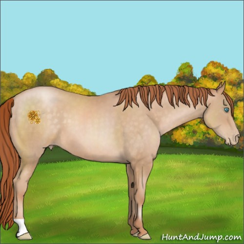 Horse Color:Buckskin Pearl 
