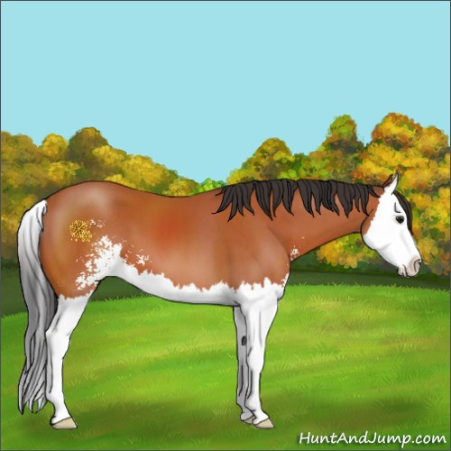 Horse Color:Bay Sabino Splash 