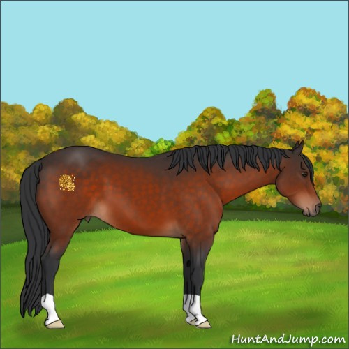 Horse Color:Brown 