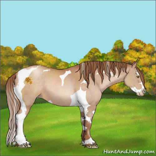 Horse Color:Bay Pearl Splash Tobiano 