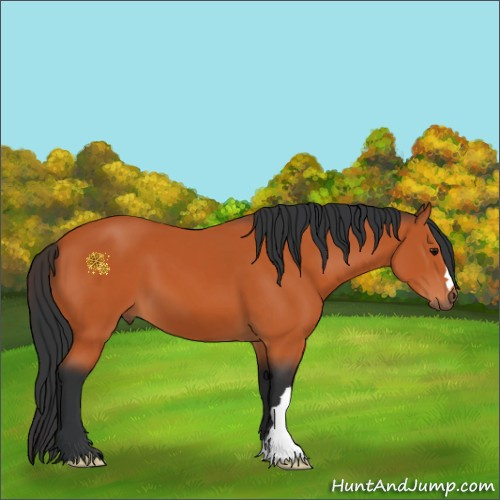 Horse Color:Bay 