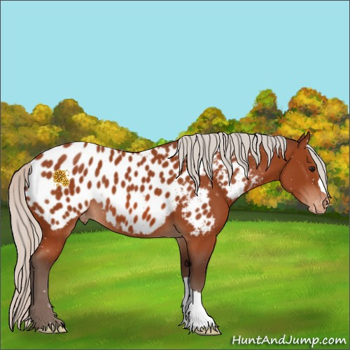 Horse Color:Silver Bay Appaloosa 