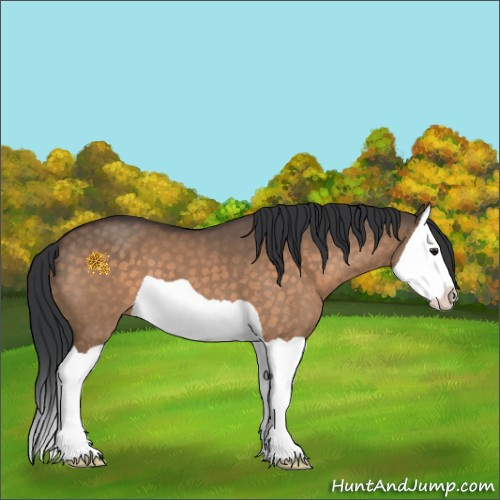 Horse Color:Brown Dun Splash 