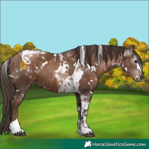 Horse Color:Gray White Spotted Black Pearl Tobiano 