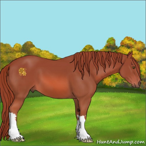 Horse Color:Chestnut 