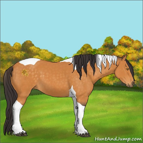 Horse Color:Buckskin Tobiano 