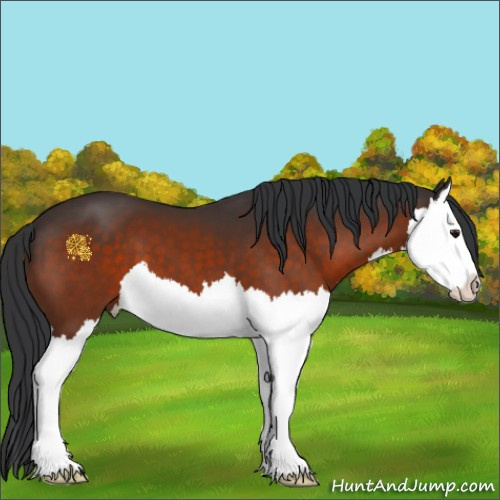 Horse Color:Bay Splash 