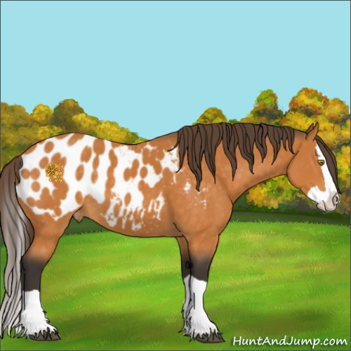 Horse Color:Buckskin Splash Appaloosa 
