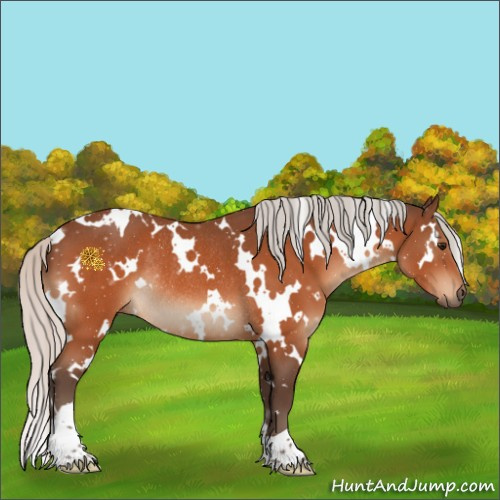 Horse Color:White Spotted Silver Bay Rabicano 