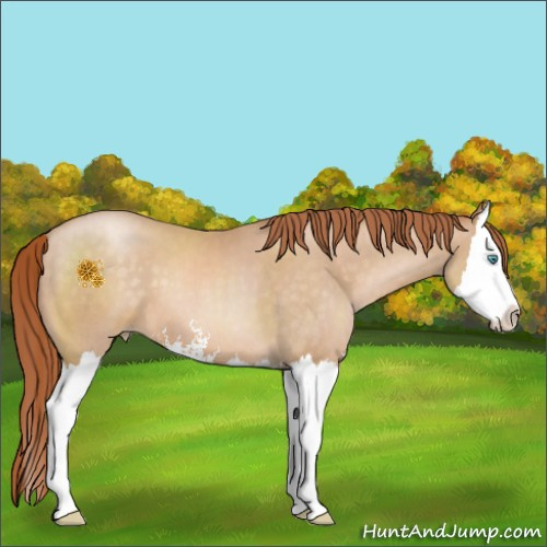 Horse Color:Buckskin Pearl Sabino Splash 
