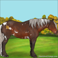Horse Color:White Spotted Silver Brown