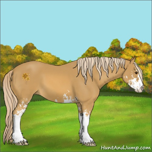 Horse Color:Palomino Sabino 
