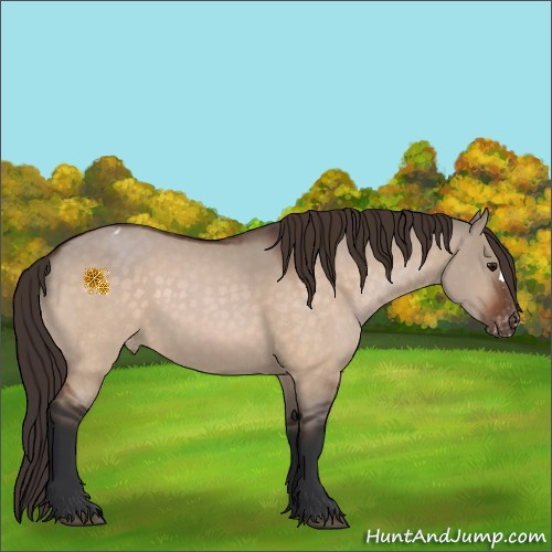 Horse Color:Bay Dun Appaloosa 