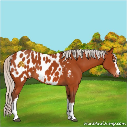 Horse Color:White Spotted Silver Brown Appaloosa 