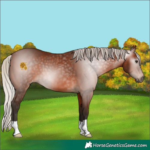 Horse Color:Gray Silver Bay Appaloosa 