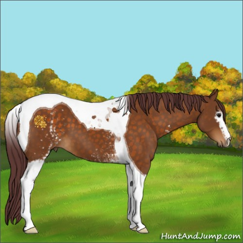 Horse Color:White Spotted Chocolate Buckskin Tobiano 
