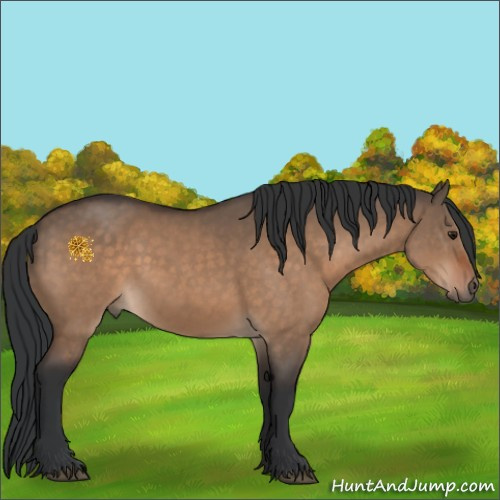 Horse Color:Brown Dun 