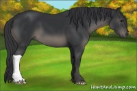 Horse Color:Black 