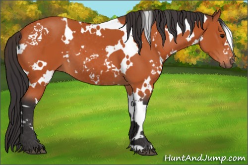 Horse Color:White Spotted Bay