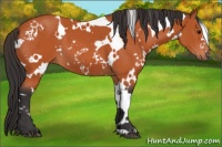 Horse Color:White Spotted Bay 