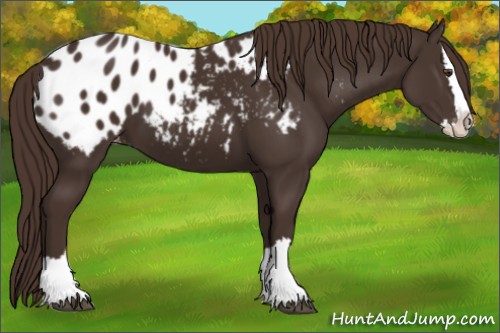 Horse Color:Liver Chestnut Sabino Splash Appaloosa 