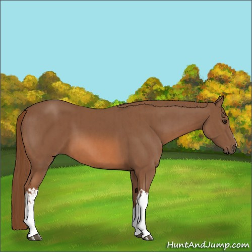 Horse Color:Chestnut  and Chestnut 