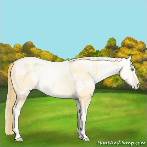 Horse Color:Buckskin Roan Pearl  and Amber Cream Champagne Roan Pearl 
