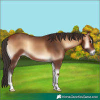 Horse Color:Bay Onyx 