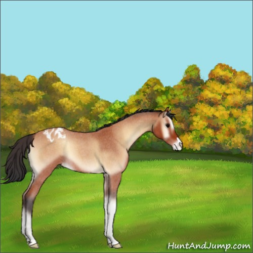 Horse Color:Bay Roan Onyx Appaloosa 