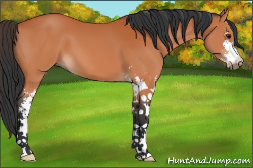 Horse Color:Bay Sabino 