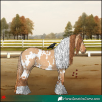 Horse Color:White Spotted Red Dun 