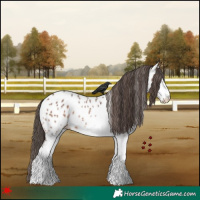 Horse Color:White Spotted Bay Appaloosa