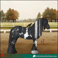 Horse Color:White Spotted Black 