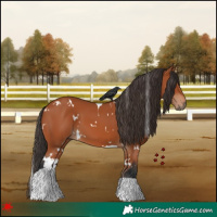 Horse Color:White Spotted Bay Tobiano