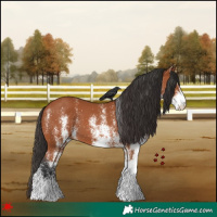 Horse Color:White Spotted Bay 