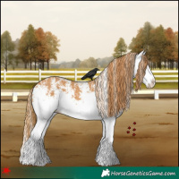 Horse Color:White Spotted Chestnut Splash 