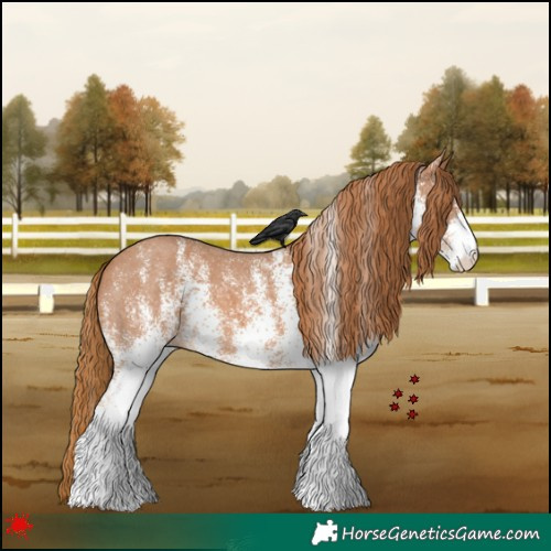 Horse Color:White Spotted Chestnut 