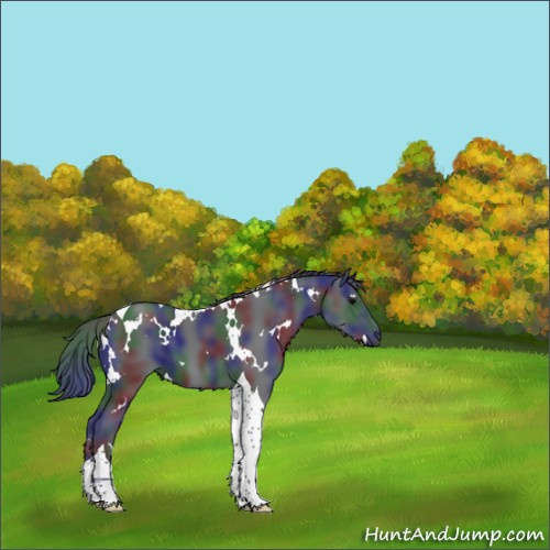 Horse Color:Nacre White Spotted Black Tobiano 