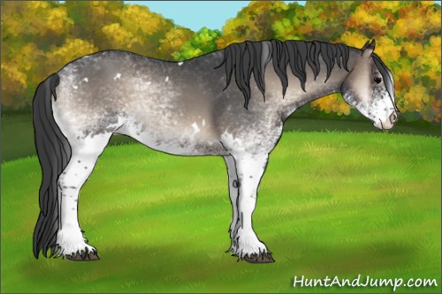 Horse Color:White Spotted Blue Onyx Rabicano 