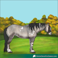 Horse Color:White Spotted Blue Onyx Roan 