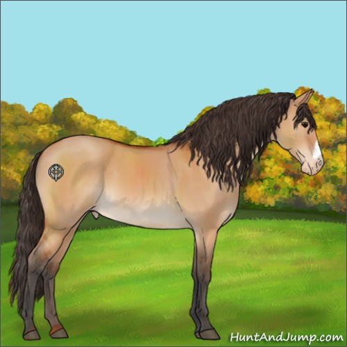 Horse Color:Bay Dun Appaloosa 
