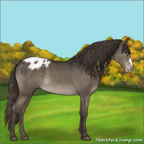 Horse Color:Smoky Grullo Appaloosa 