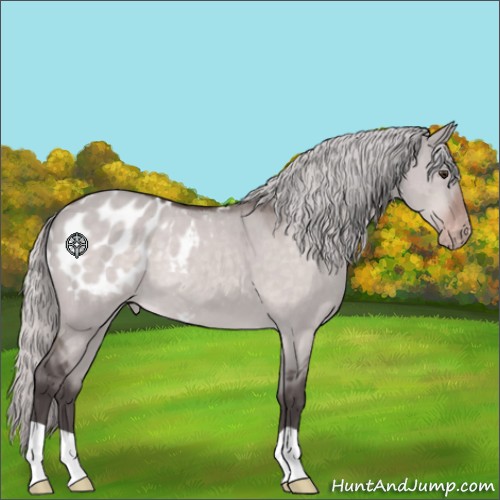 Horse Color:Platinum Silver Brown Dun Appaloosa 