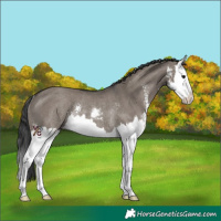 Horse Color:Grullo Sabino Splash Rabicano