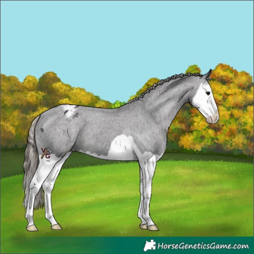 Horse Color:Smoky Black Splash Varnish 
