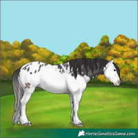 Horse Color:Smoky Black Sabino Splash Appaloosa 