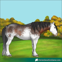Horse Color:White Spotted Brown Splash Rabicano 