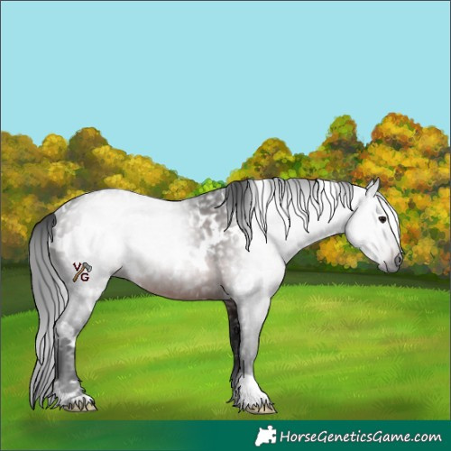 Horse Color:Gray White Spotted Brown Rabicano 